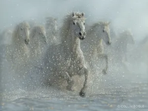 Running Wild - White Horses Original Painting